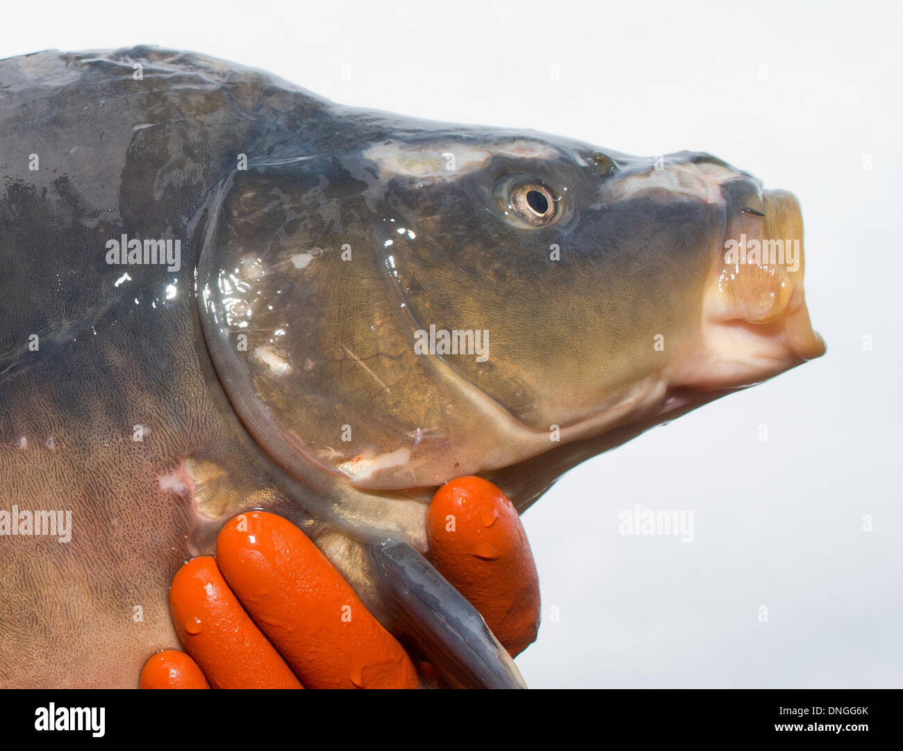 Gross Schauen, Germany. 28th Dec, 2013. Fisher Danny Koch of fishery Koellnitz e.G. shows a carp in Gross Schauen, Germany, 28 December 2013. Many families traditionally eat carp at the turn of the year. Photo: Patrick Pleul/dpa (recrop)/dpa/Alamy Live News Stock Photo