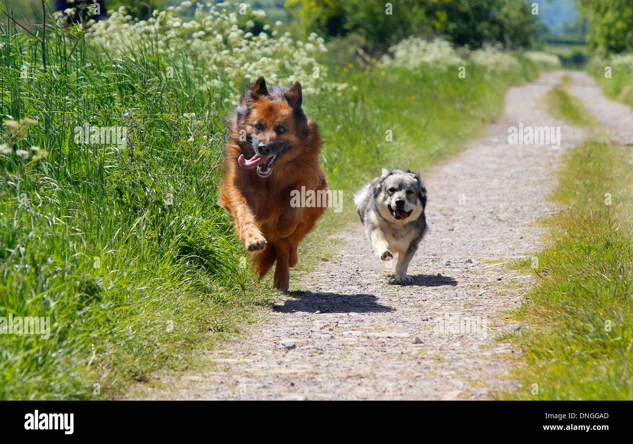 swedish german shepherd