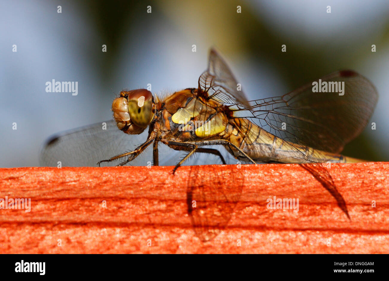 Dragonfly resting on a garden fence, photographed in very high detail.  The Dragonfly looked as if it was looking at the camera. Stock Photo
