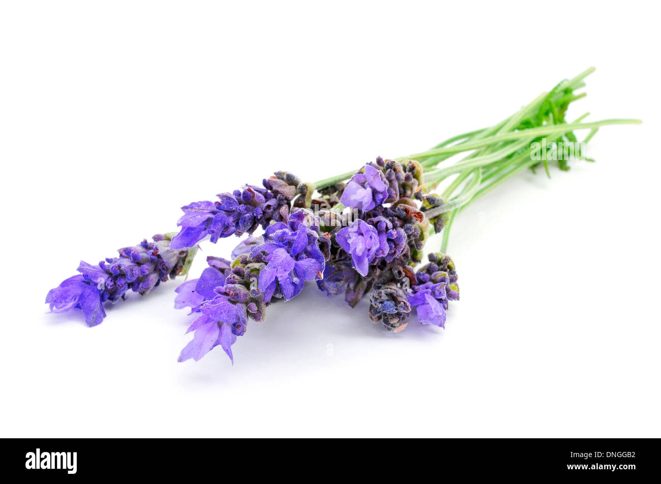 a bunch of lavender flowers on a white background Stock Photo