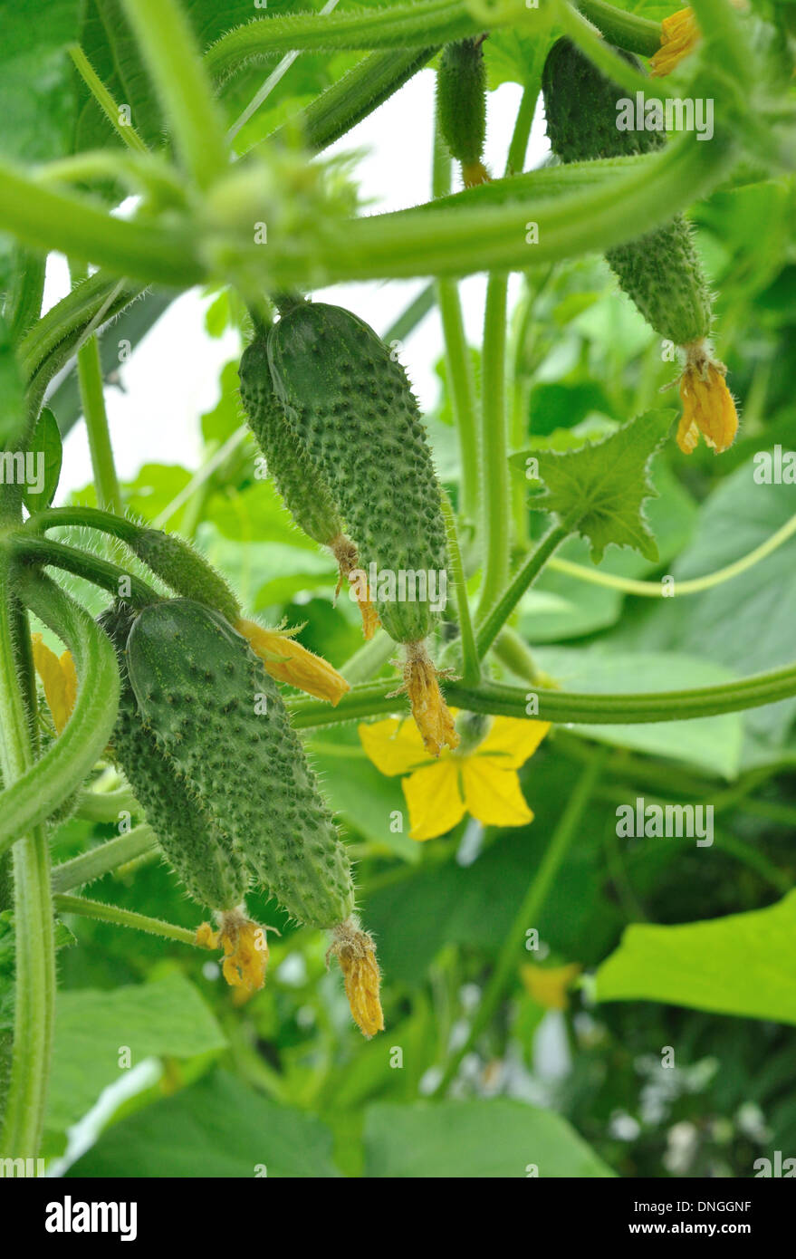 Cucumber fruit growing hires stock photography and images Alamy