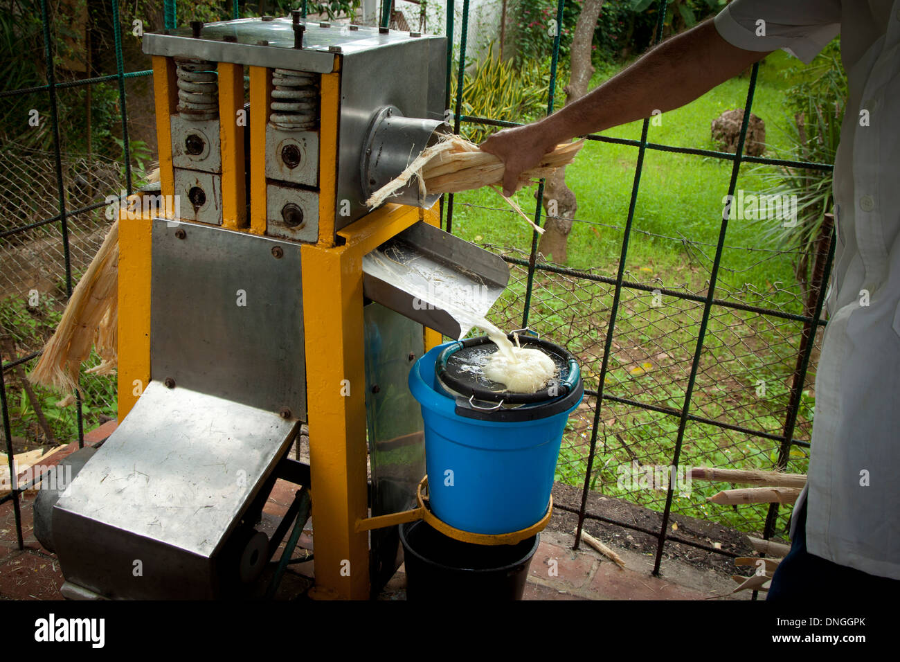 Man squeezing fresh sugar cane juice Stock Photo Alamy