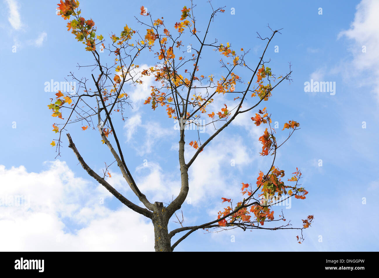 A tree with several color leaves on background of blue sky Stock Photo