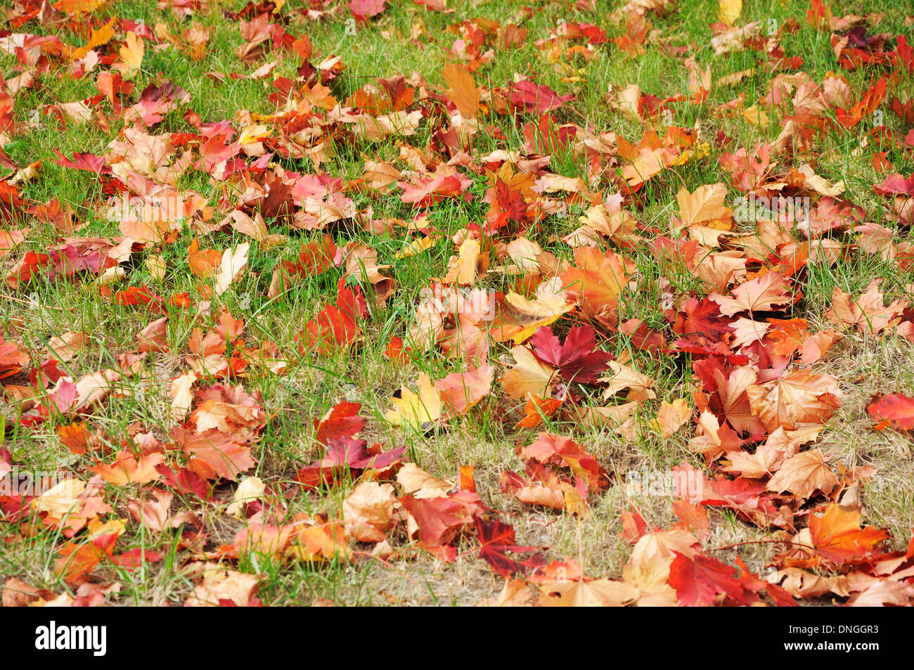 Bright red Maple's leaves on the grass Stock Photo