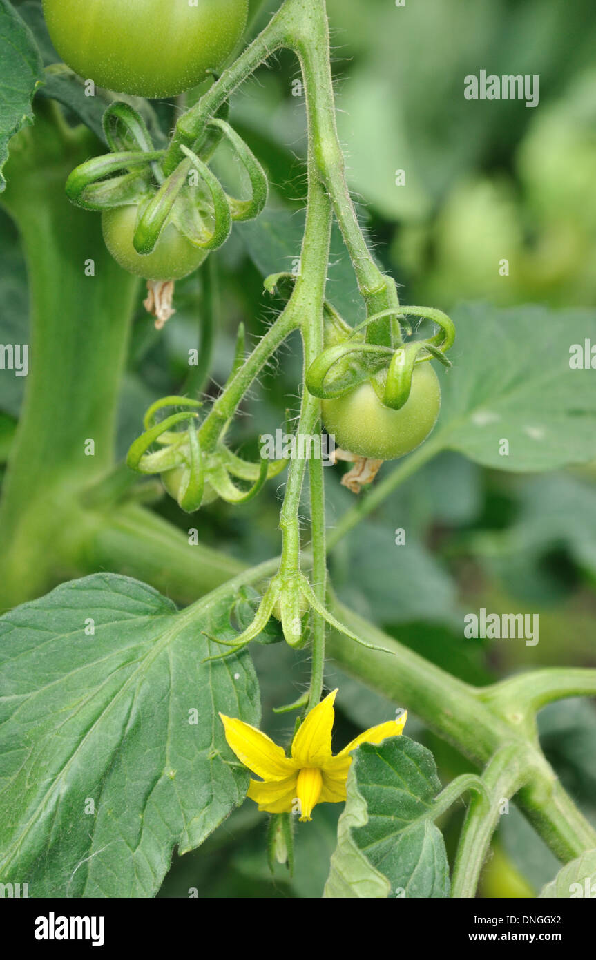 Growing cucumber and its flower Stock Photo