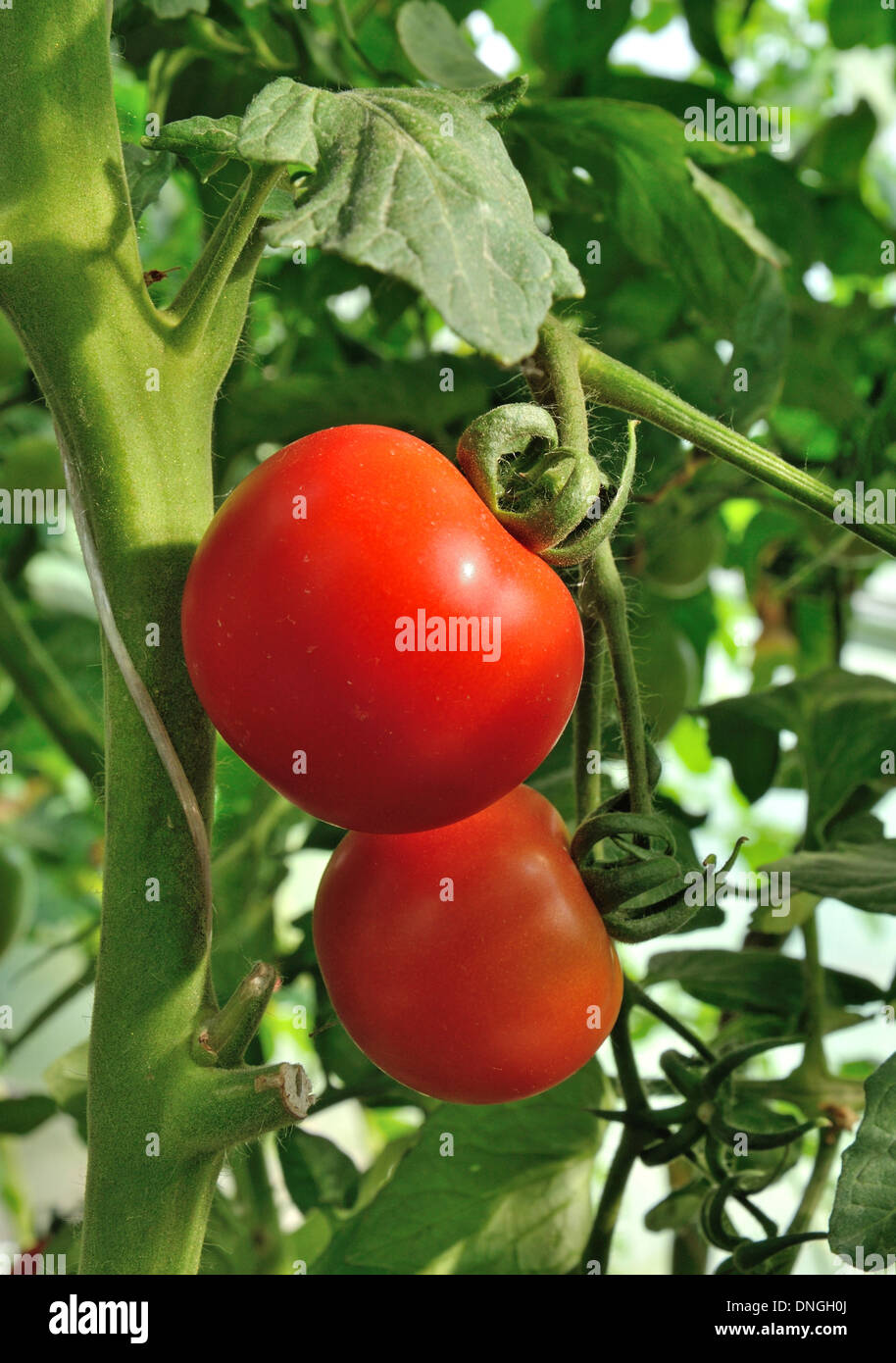 Two ripe red tomatoes on the plant growing Stock Photo - Alamy