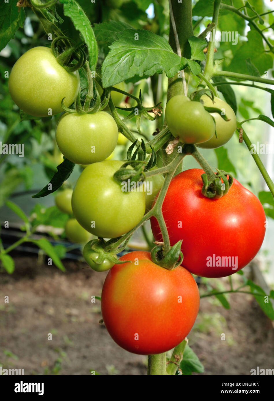 branch of red tomatoes with ripe and unripe vegetables Stock Photo