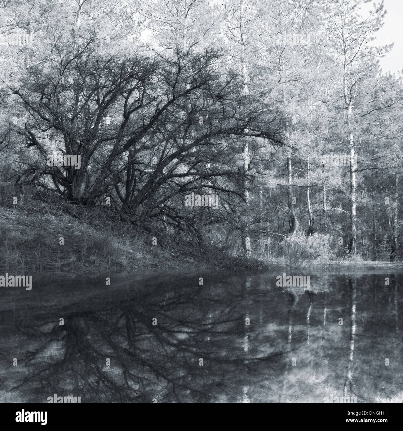 old tree in forest reflection in lake Stock Photo - Alamy