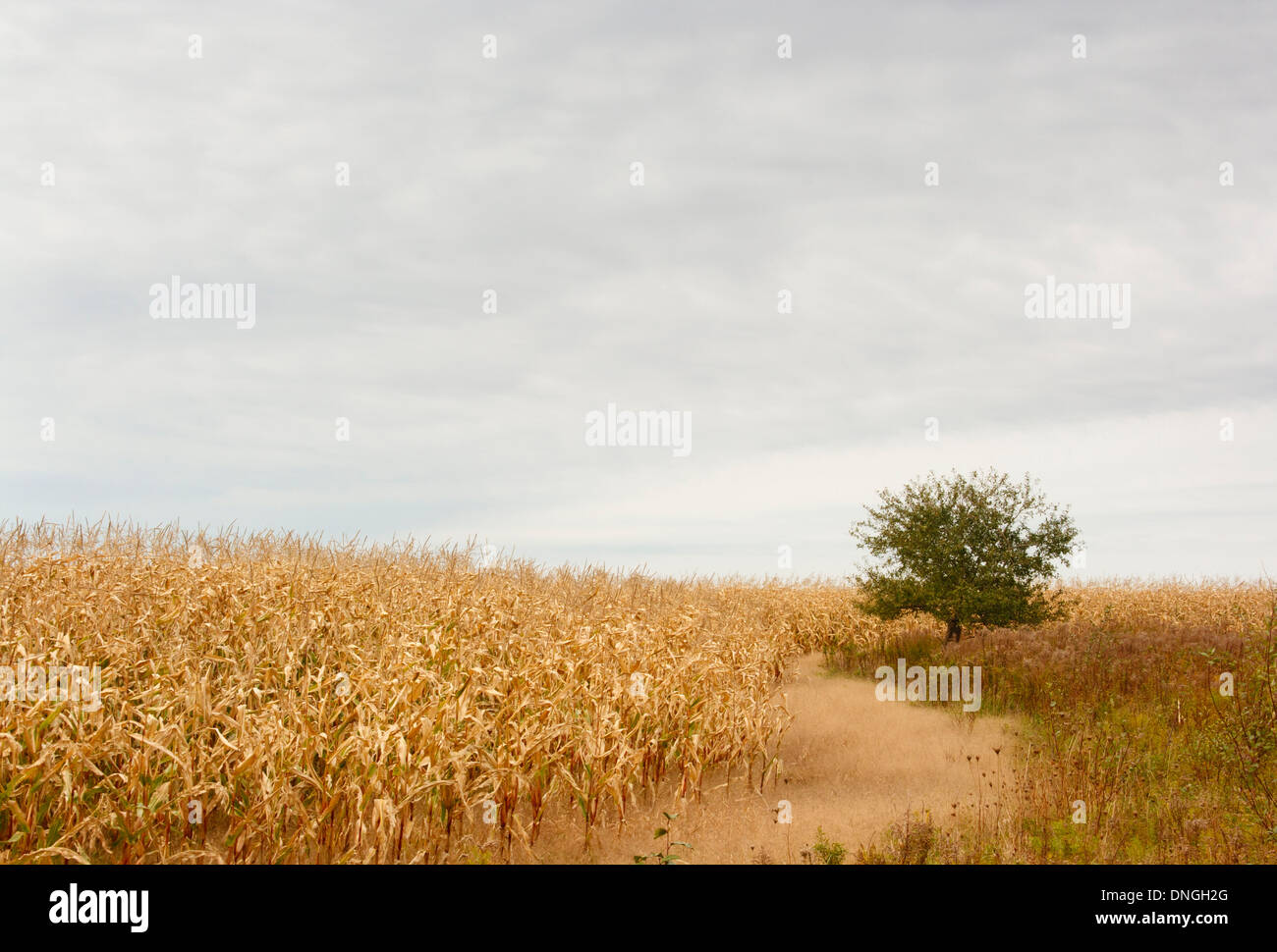 Corn field in autumn with cloudy sky and lone tree Stock Photo