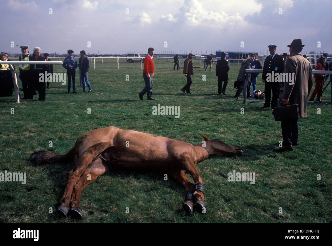 Dead race horse at the Grand National course, Aintree Had to be shot