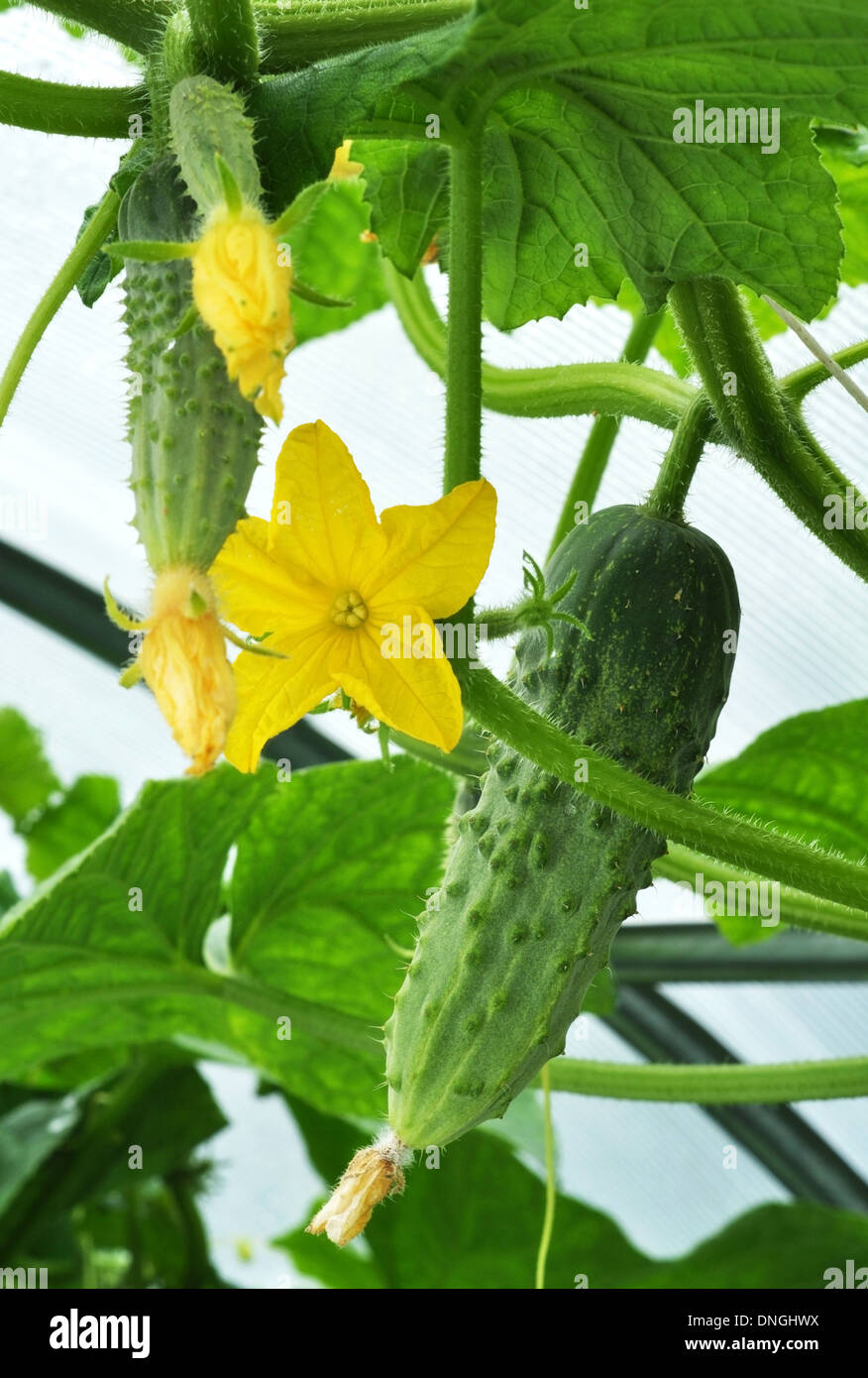 Growing cucumber and its flower Stock Photo