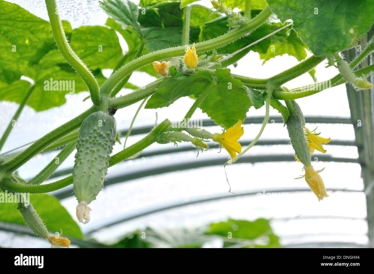 Cucumber fruit growing hires stock photography and images Alamy