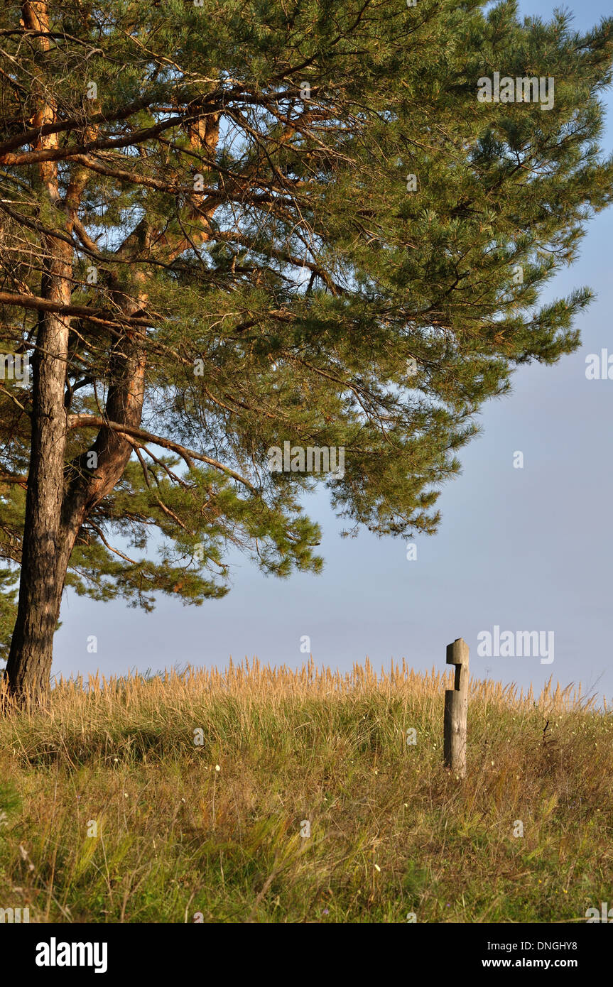 Pine at forest border in evening light Stock Photo