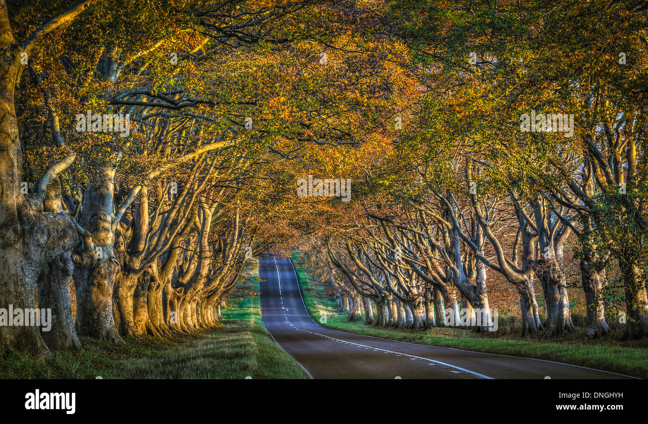 Avenue of beech trees on the B3082 road, near Badbury Rings looking