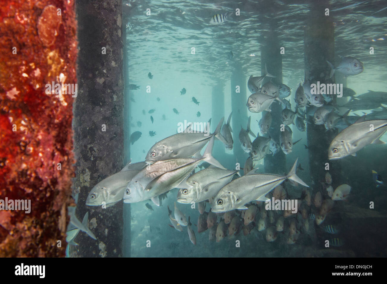 Shoals of fish in the ocean, under a pier in The Maldives Stock Photo