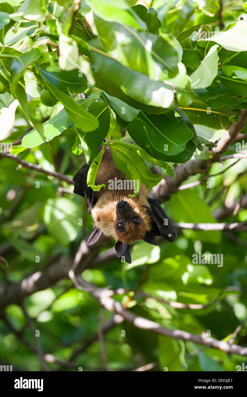 Portrait of a fruit bat Stock Photo