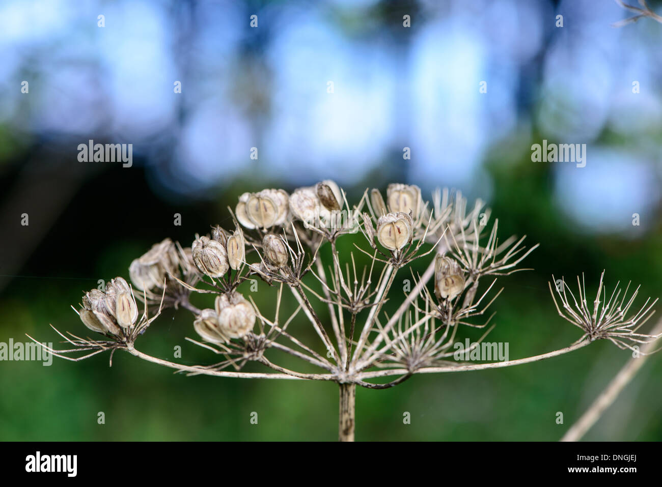 Cow Parsley, dried seed head against blue and green background Stock