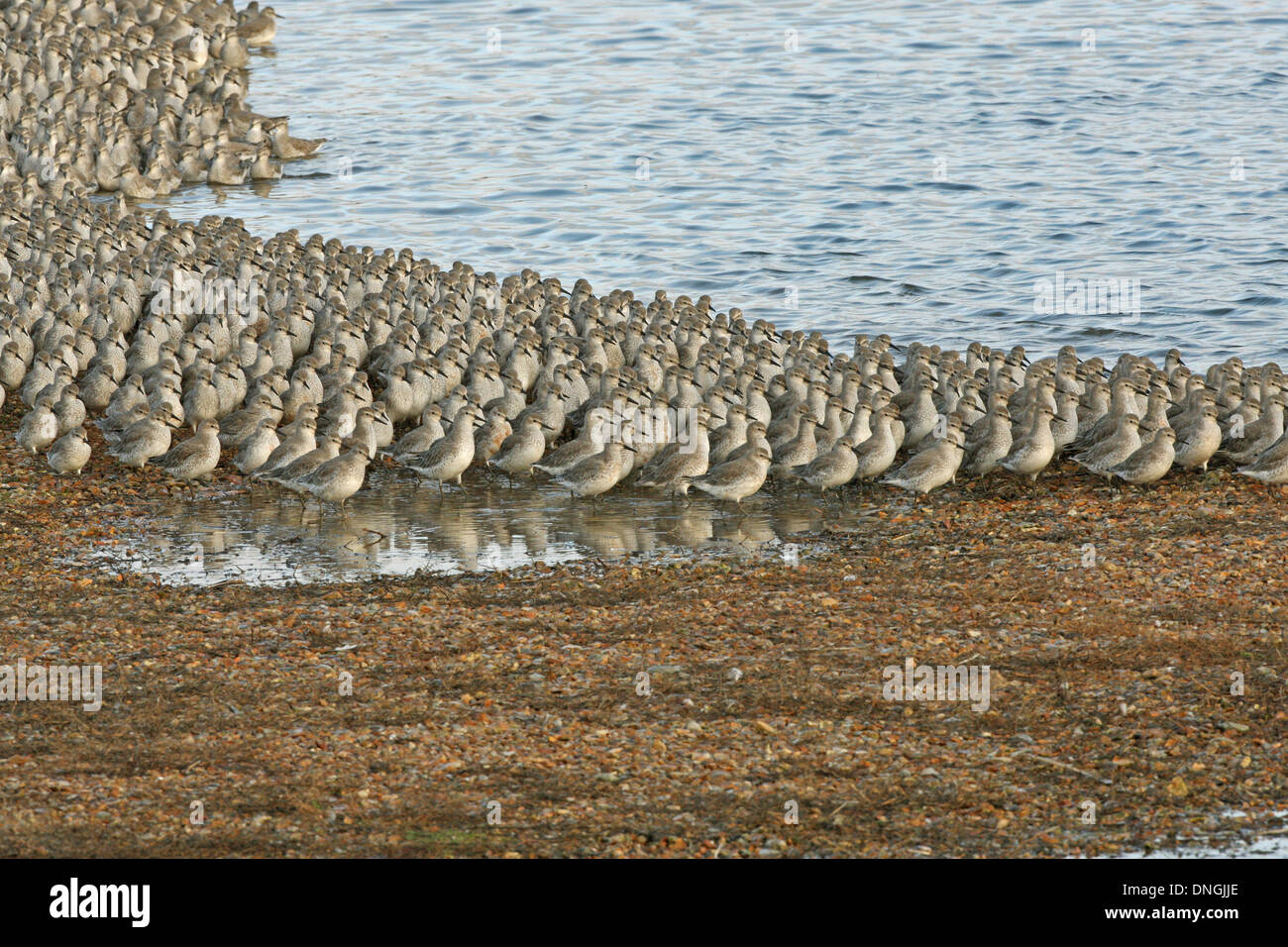 Red Knot ,A roost at high tide with numberous birds packed tightly together, Snettisham (RSPB reserve) Norfolk, UK. October 2010 Stock Photo