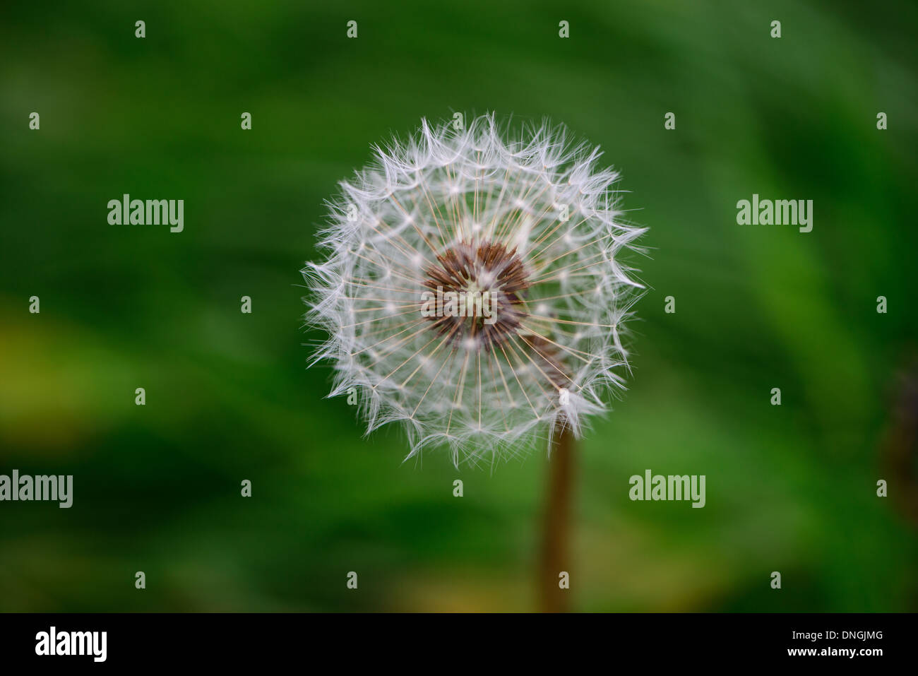 Dandelion Seed Head against vibrant green background. Stock Photo