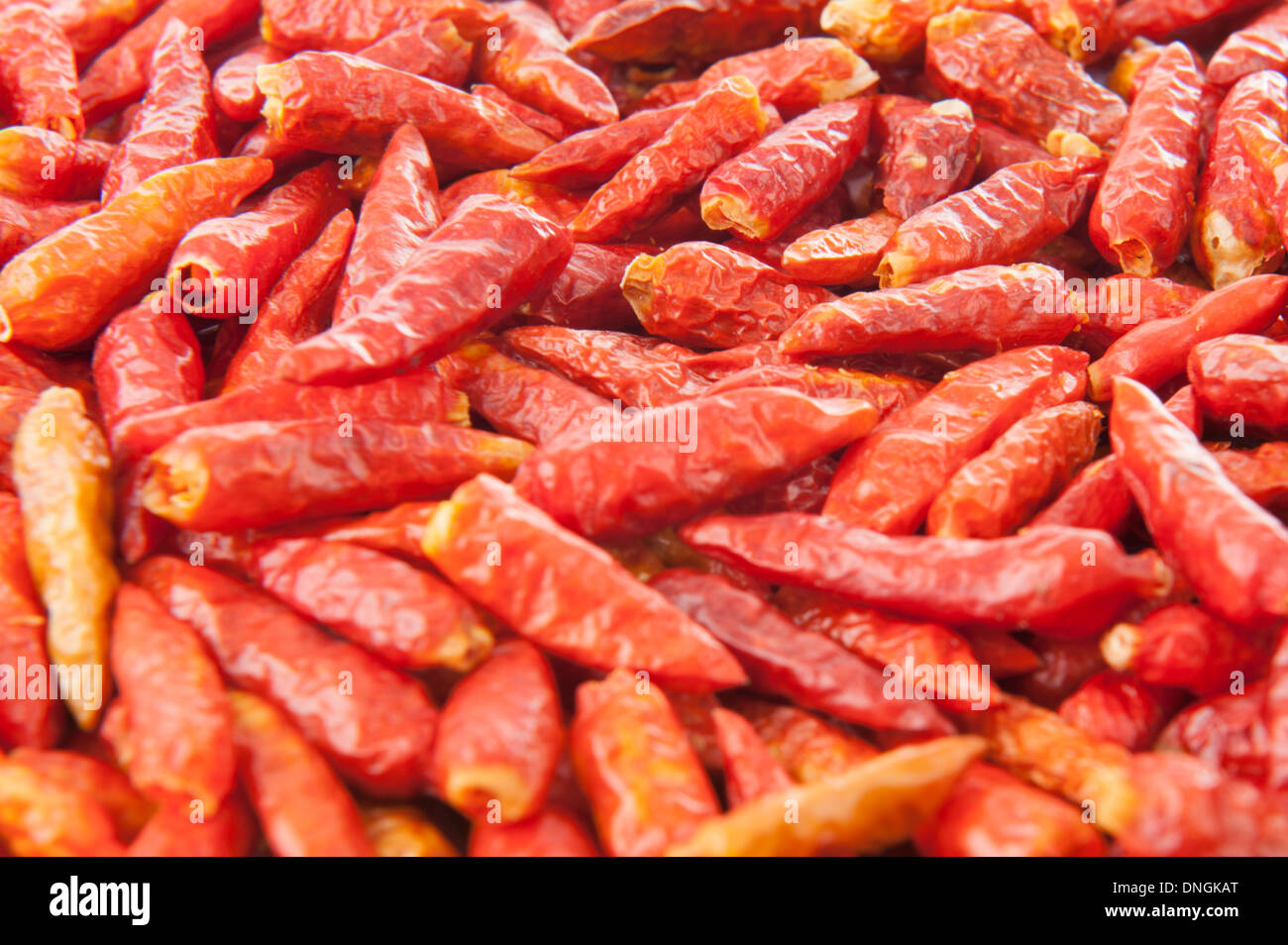 Red dry chilli pepper . Stock Photo