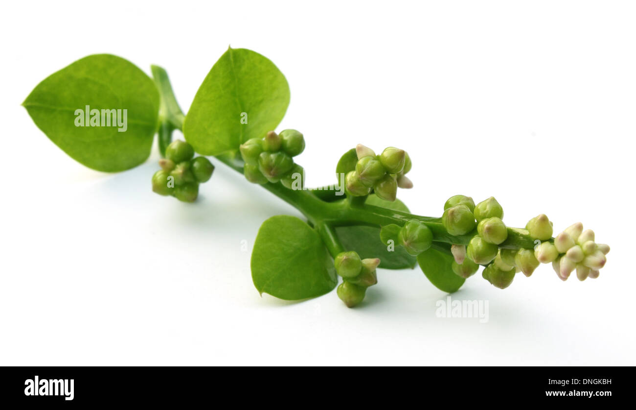 Red malabar spinach hires stock photography and images Alamy