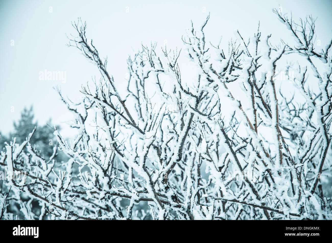 Snow and frost covered pine trees in cold winter time Stock Photo - Alamy