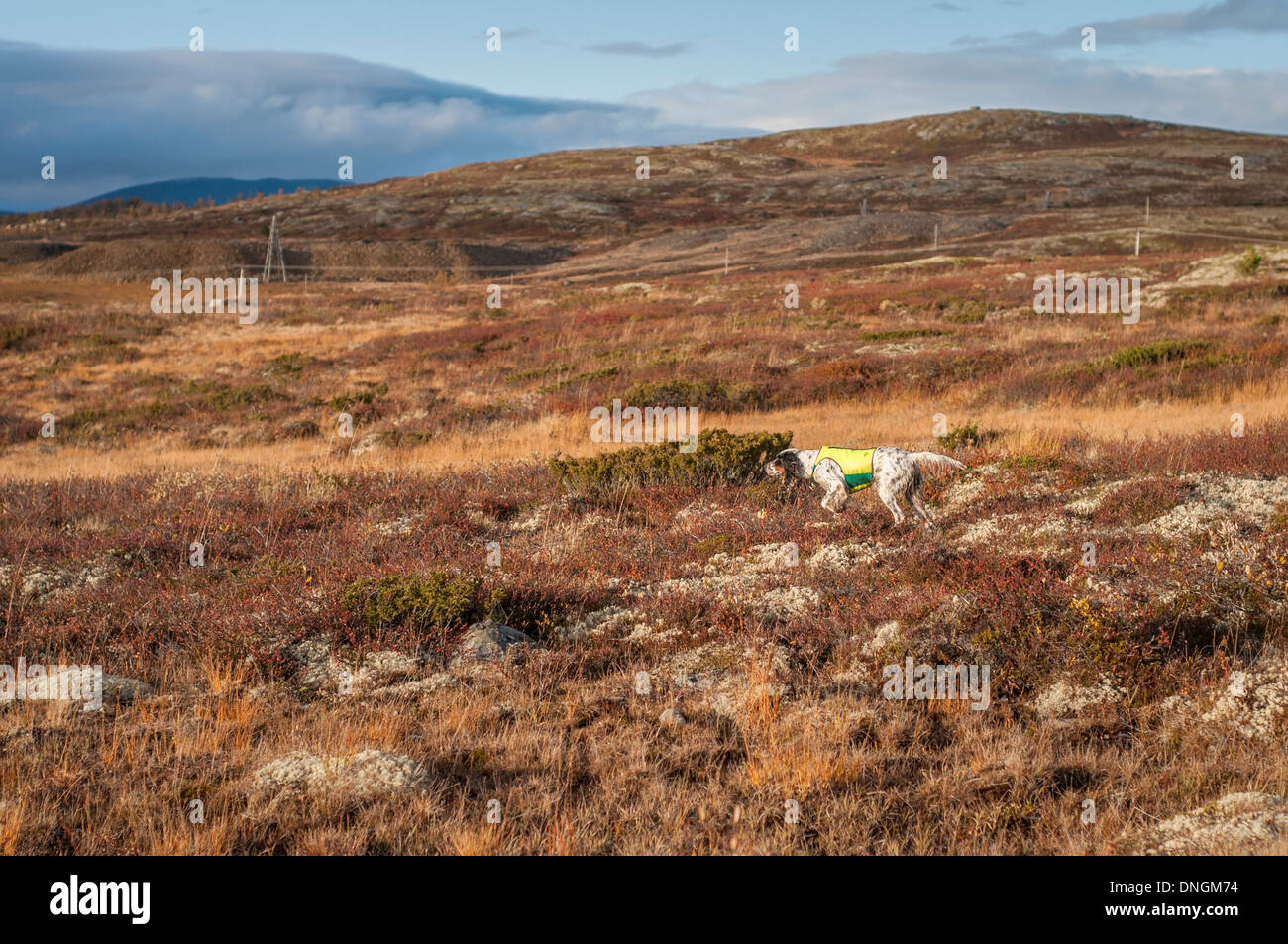 Gun dog, bird dog, English setter setting a game bird, grouse, in an autumn landscape at Storwartz, Røros, Norway Stock Photo