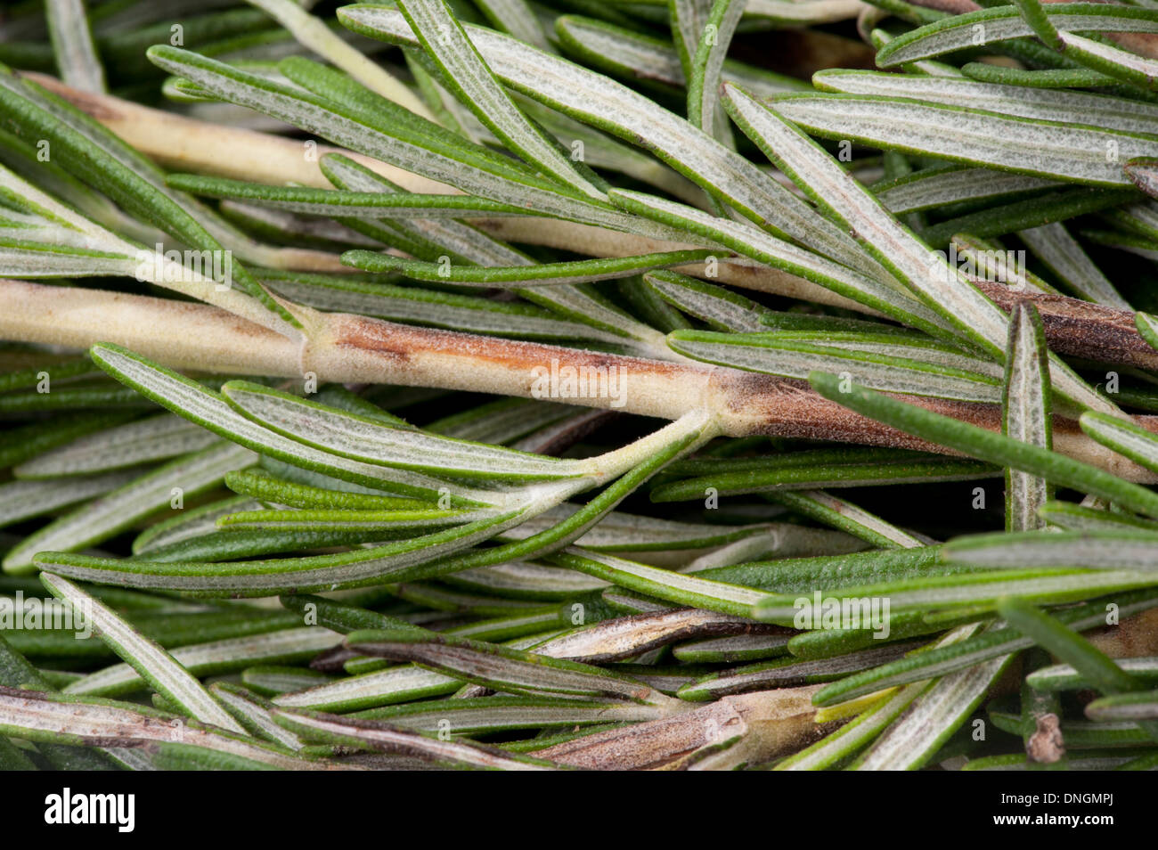 Fresh organic Rosemary leaves . Stock Photo