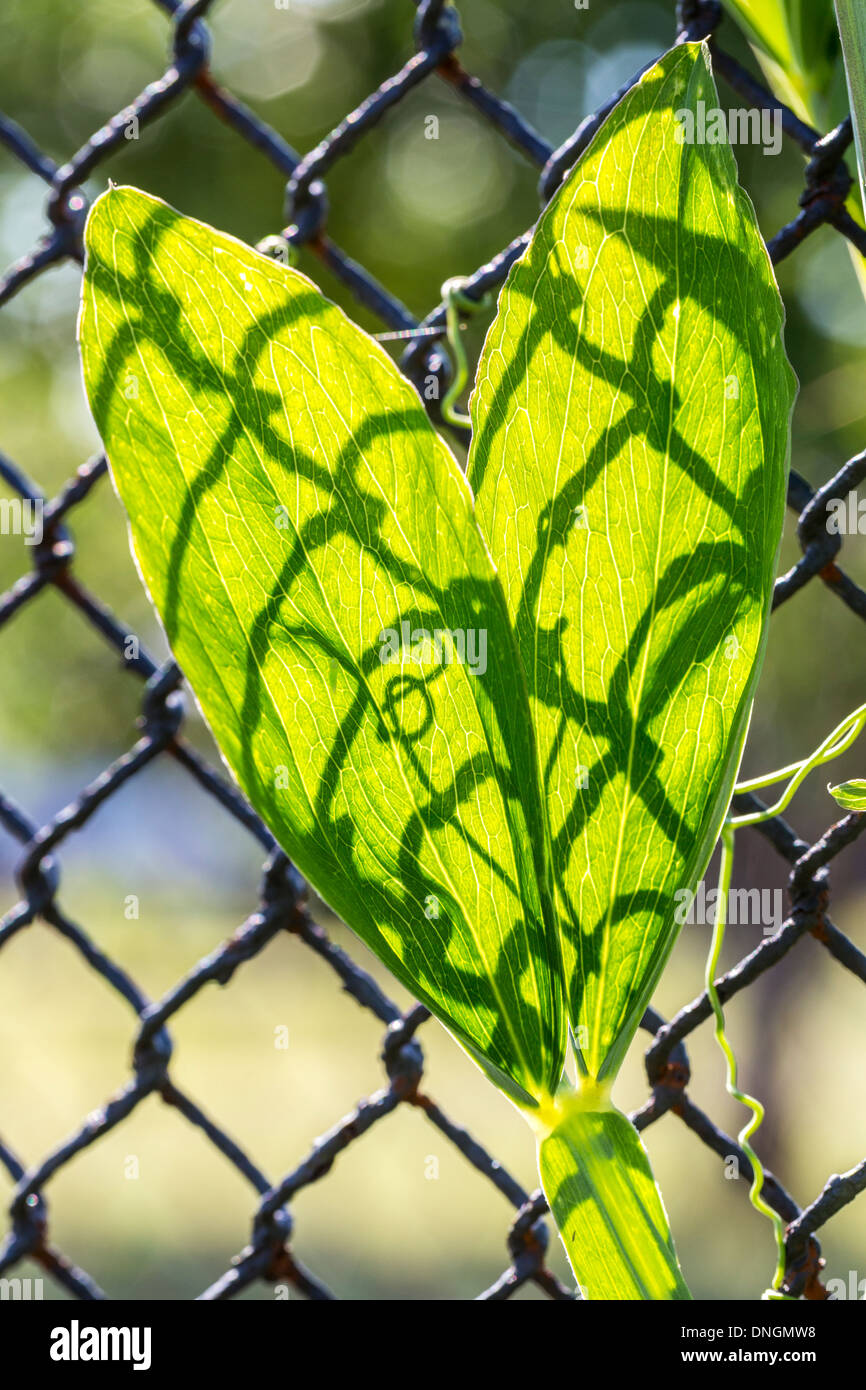 shadow of a chain link fence on two green leafs Stock Photo