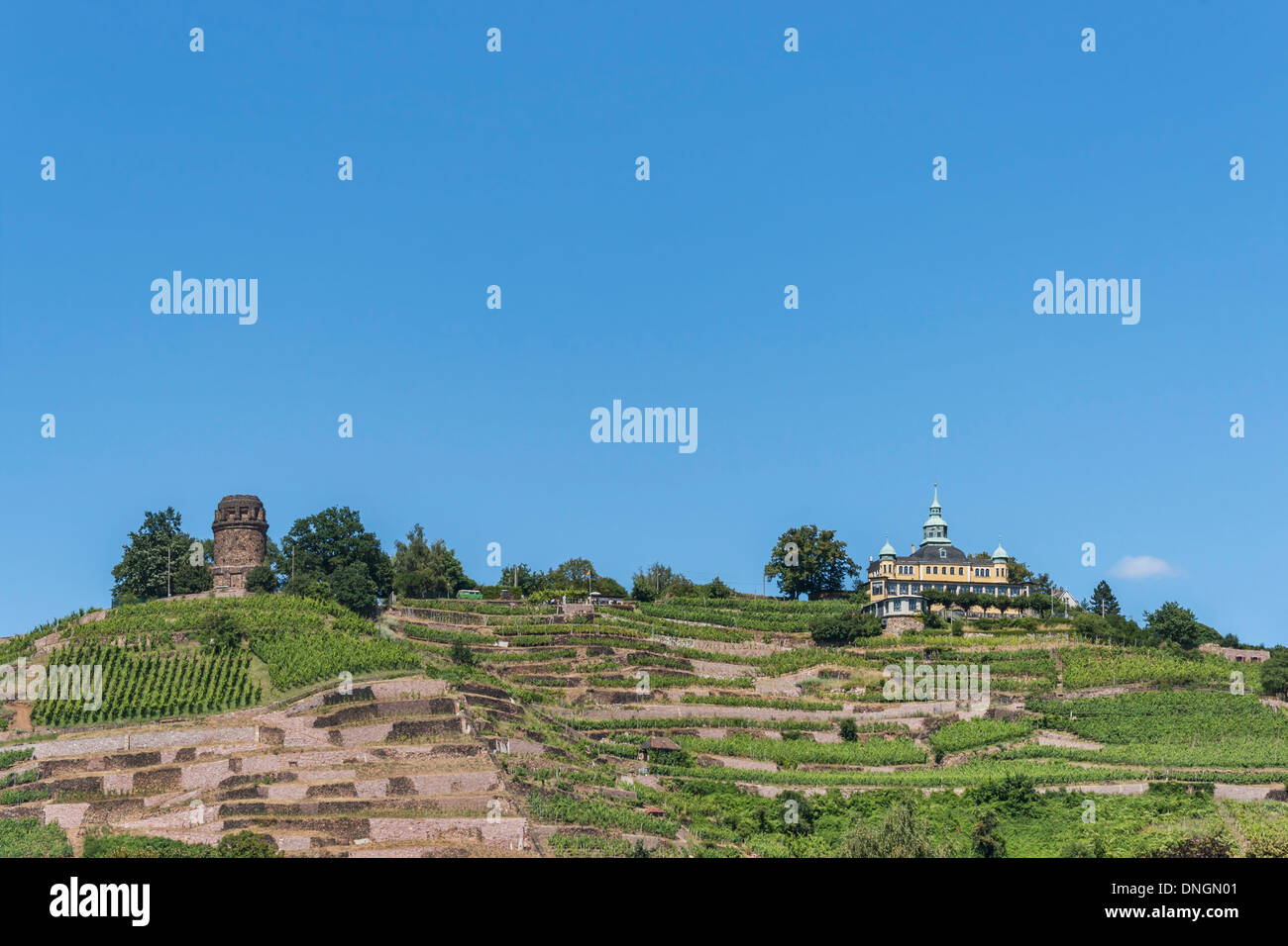 View of the vineyards, the Bismarck Tower and Spitz House, Radebeul near Dresden, Saxony, Germany, Europe Stock Photo