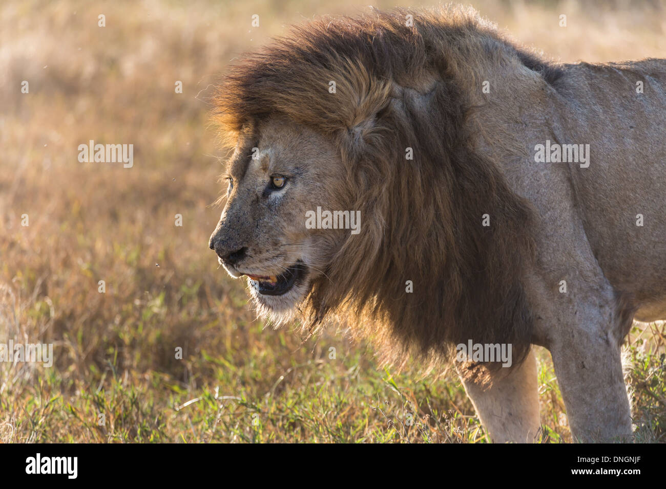 Male  lion in Ngorongoro Crater National Park, Tanzania Stock Photo