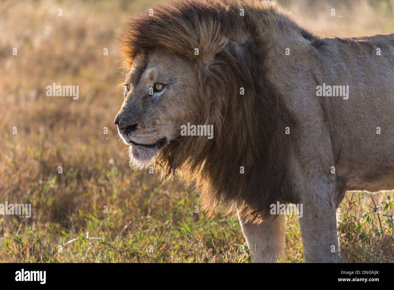 Male  lion in Ngorongoro Crater National Park, Tanzania Stock Photo