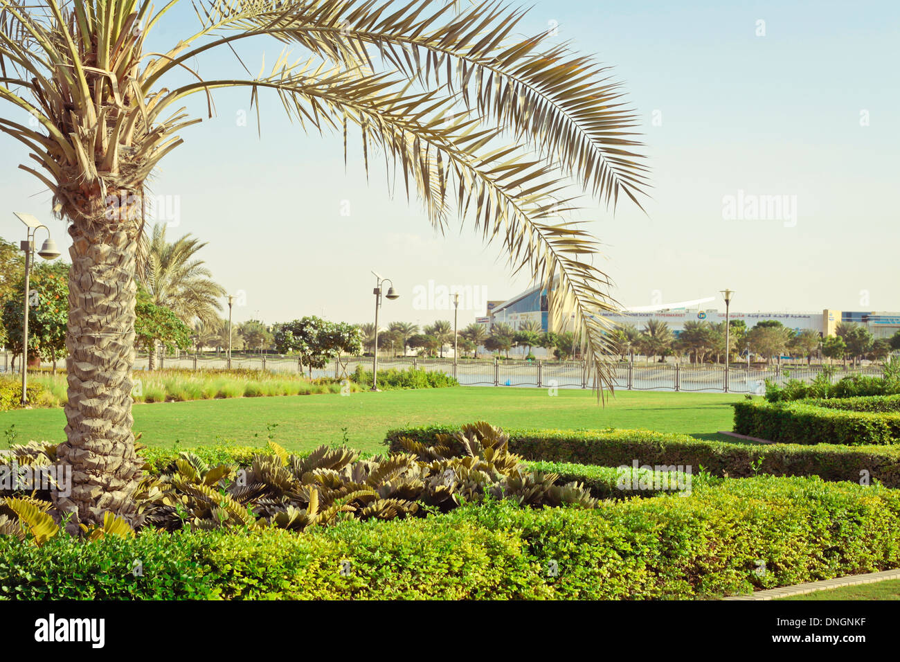 Palm Tree Uae High Resolution Stock Photography and Images Alamy