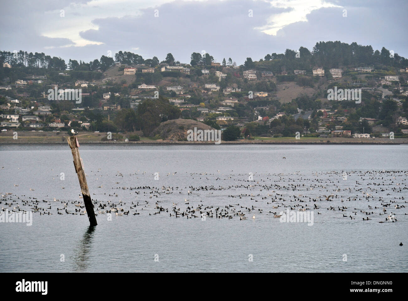 strawberry bird sanctuary in Mill Valley Stock Photo Alamy