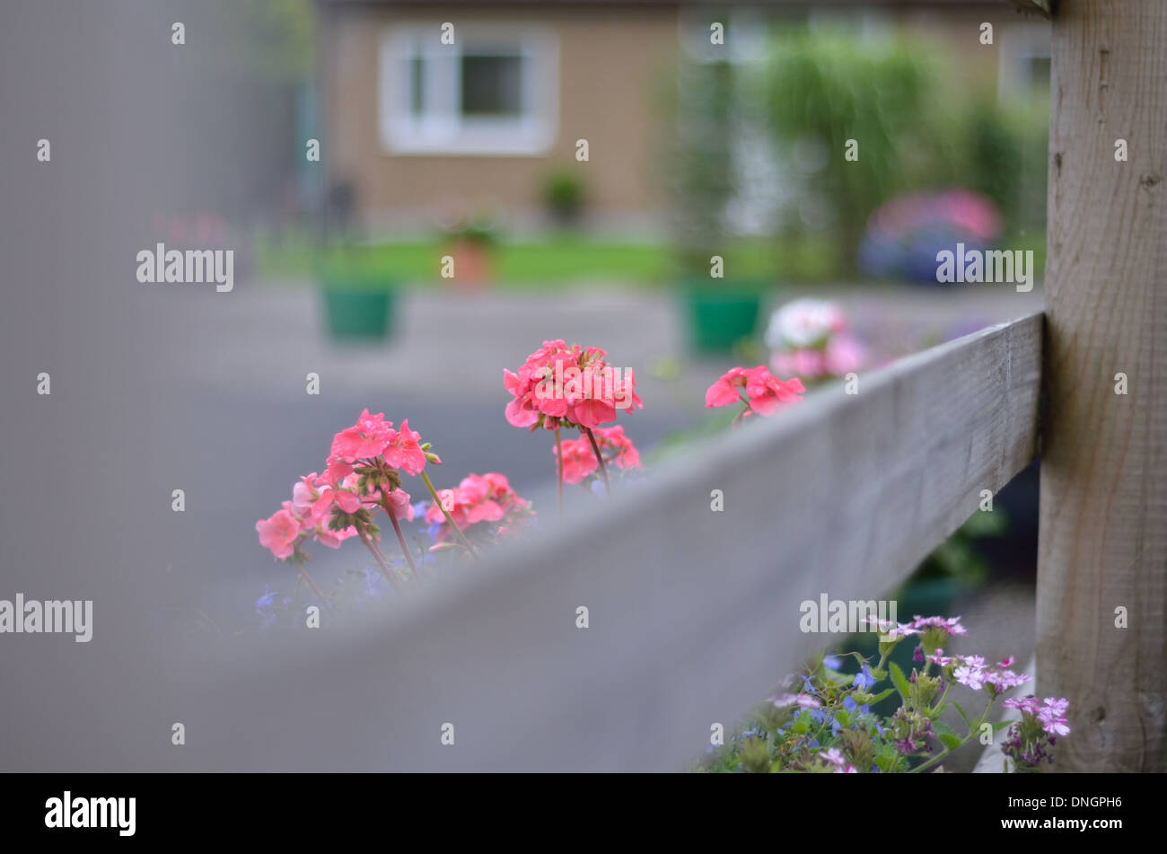 Peeping Tom, flower peeps over the fence Stock Photo
