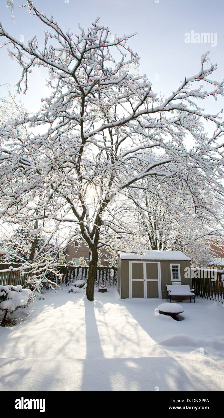 Branches of tree during snow hi-res stock photography and images - Alamy