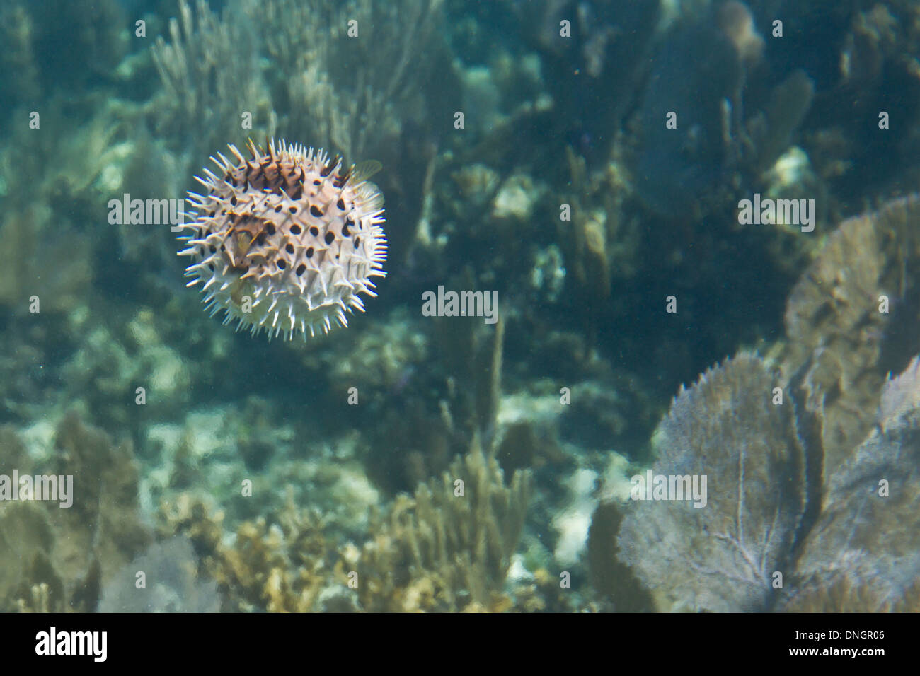 underwater close up of a puffer fish of the coast of Belize Stock Photo