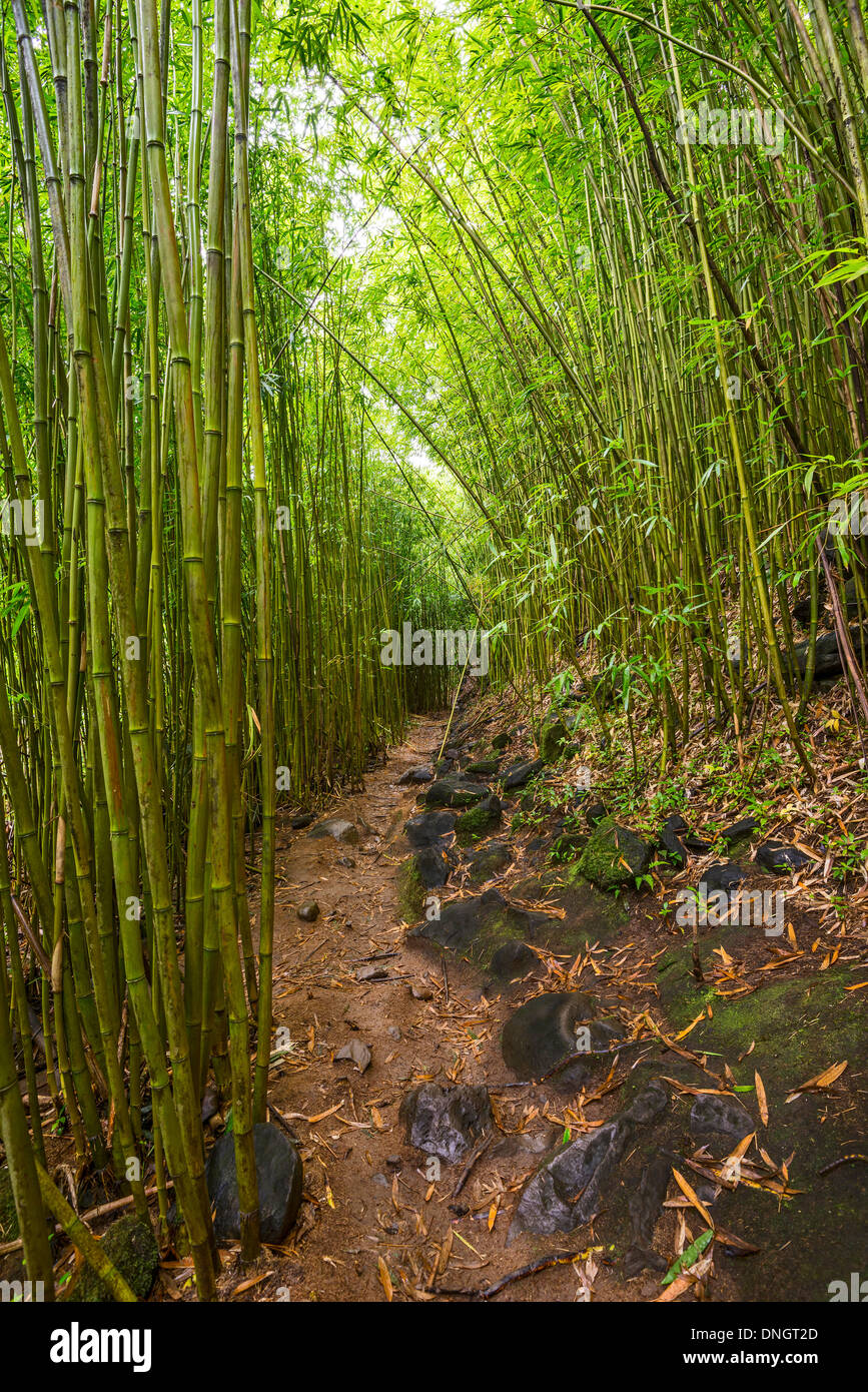 The magical bamboo forest of Maui near Na'ili'ili Haele on the Road to