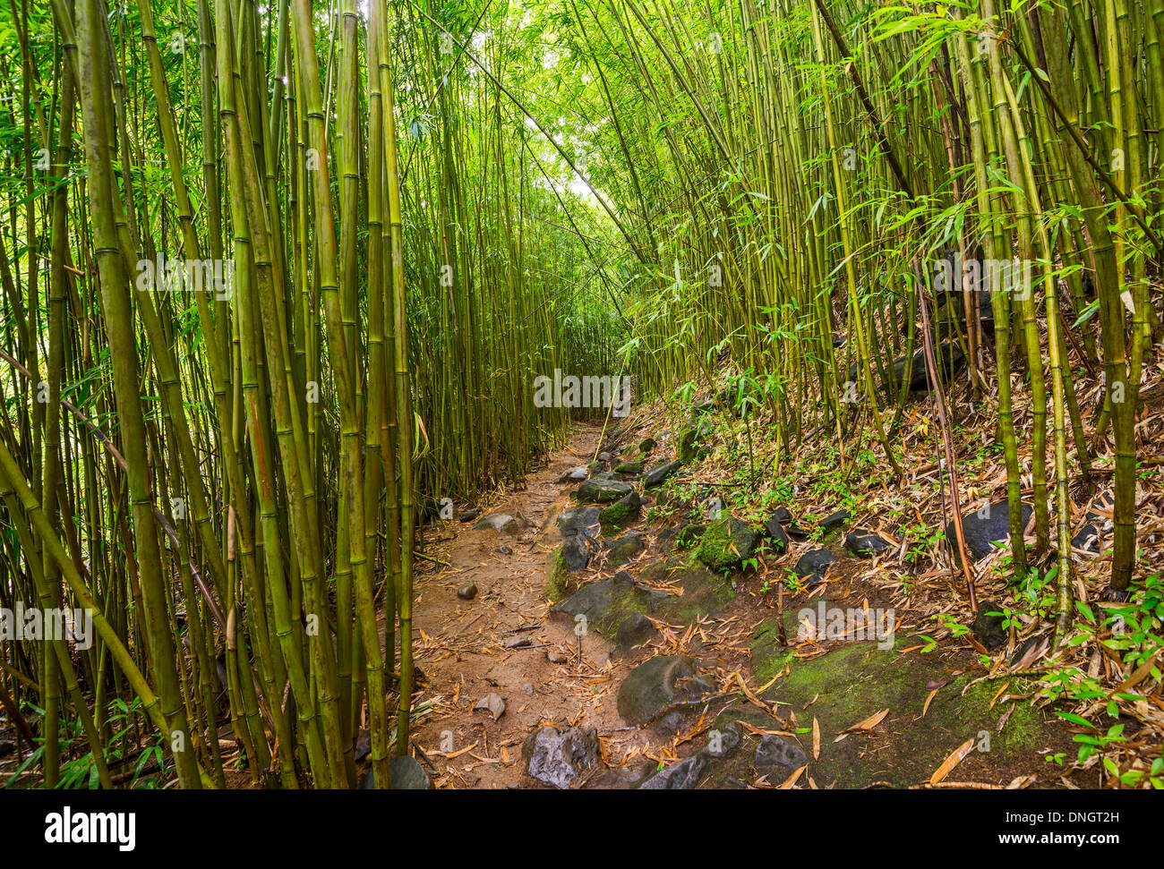 The magical bamboo forest of Maui near Na'ili'ili Haele on the Road to