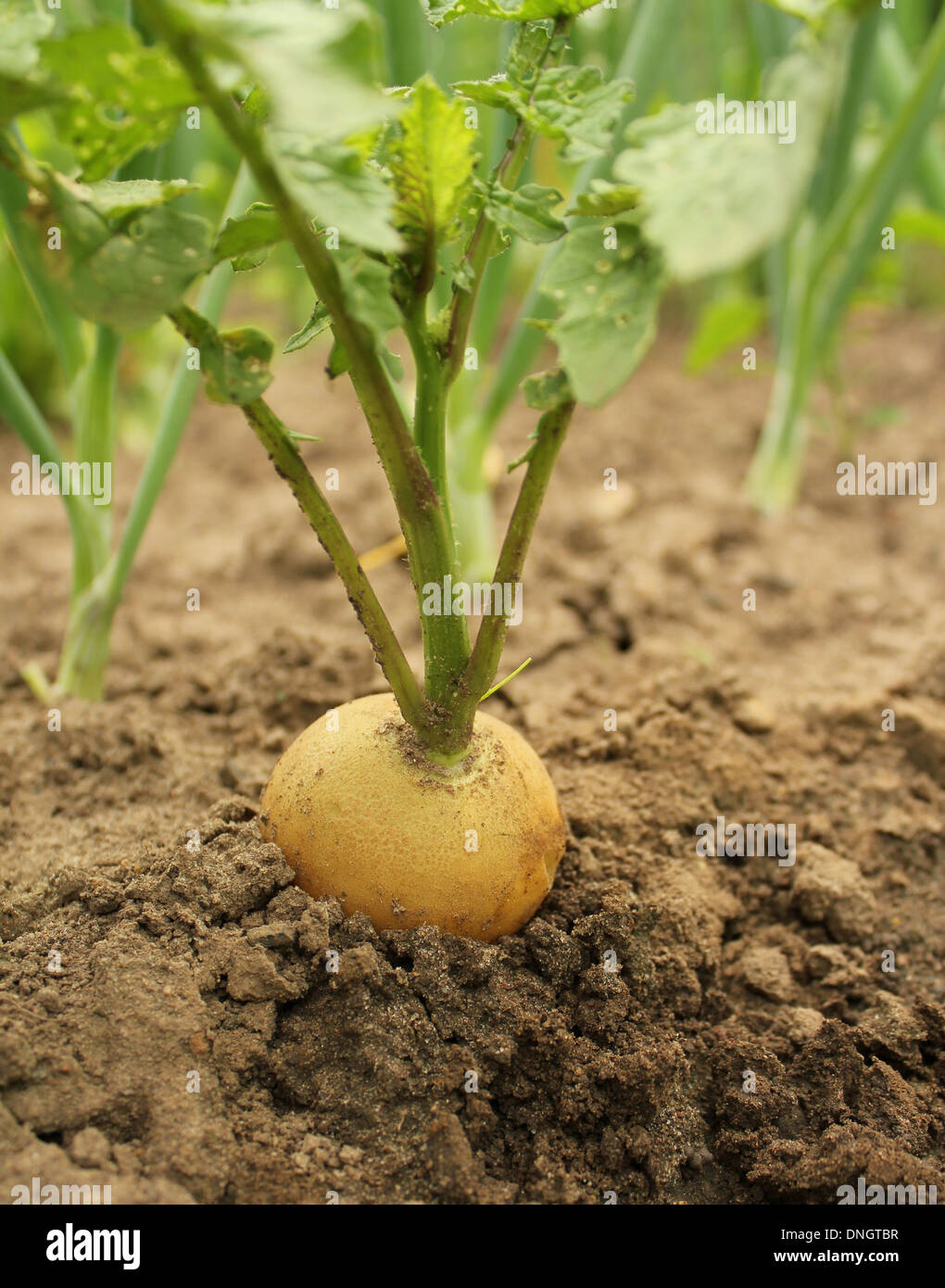 Yellow radish growing on the bed Stock Photo Alamy