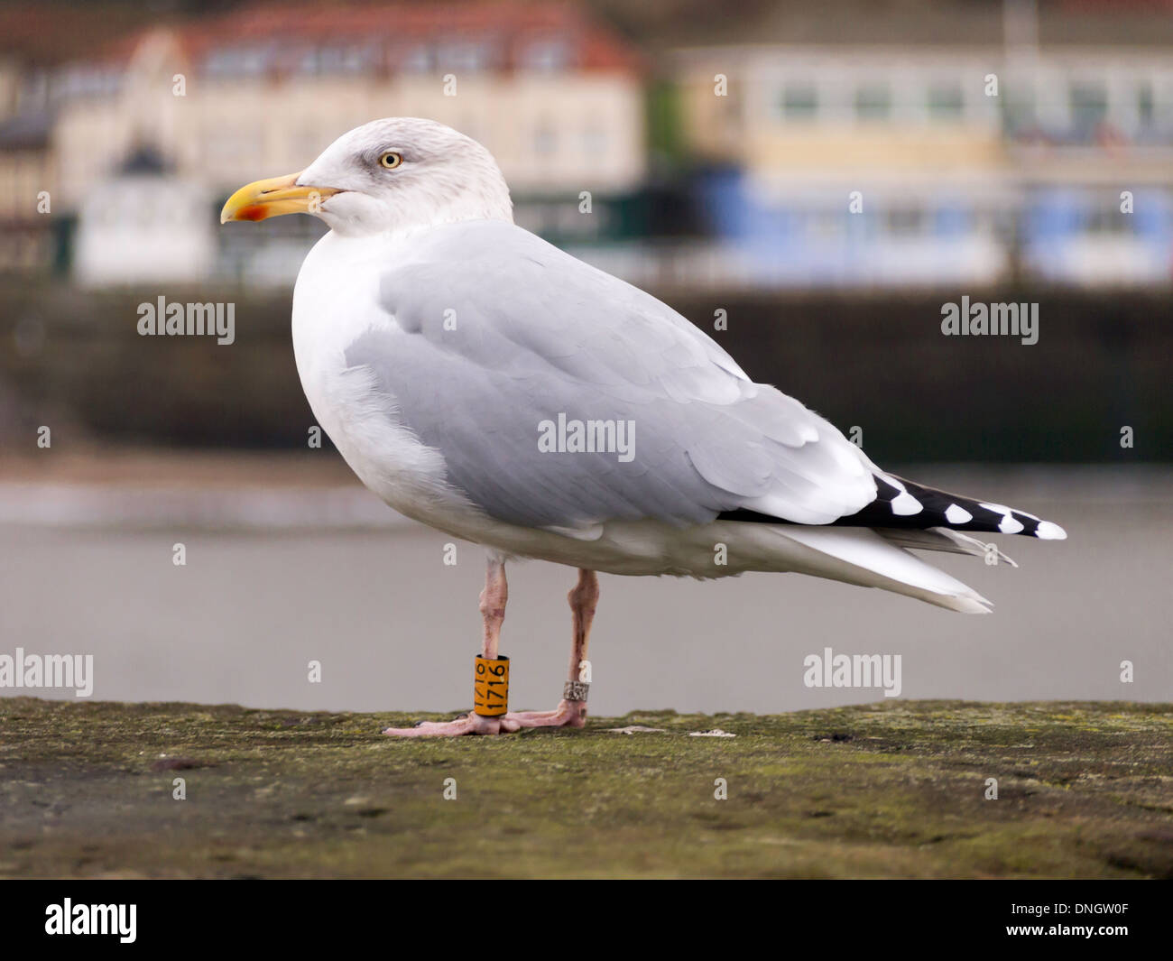A herring gull Larus argentatus with BTO leg rings that show it to be