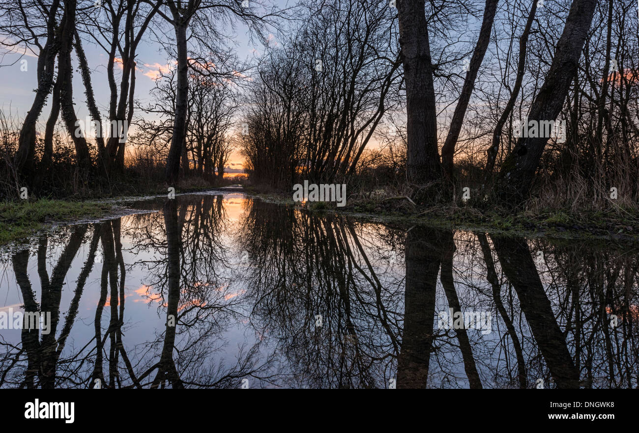 Winter trees reflected in flooded track at sunset, Gloucestershire Stock Photo