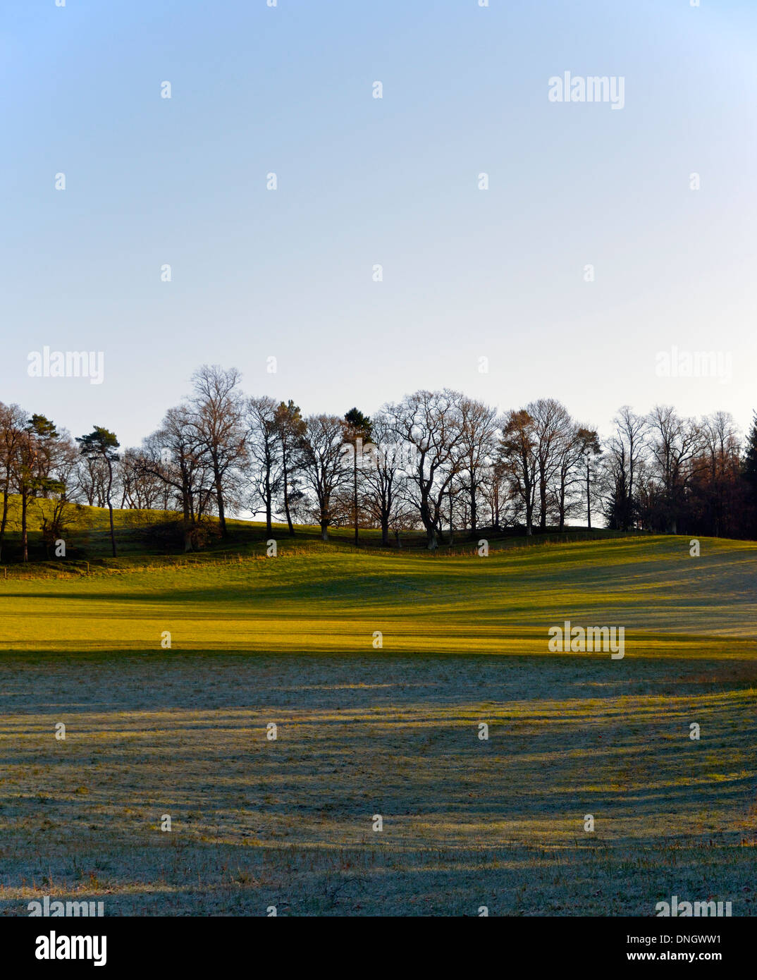 Winter sunshine. Farm meadow with trees. New Lanark, Lanarkshire Scotland, United Kingdom, Europe. Stock Photo