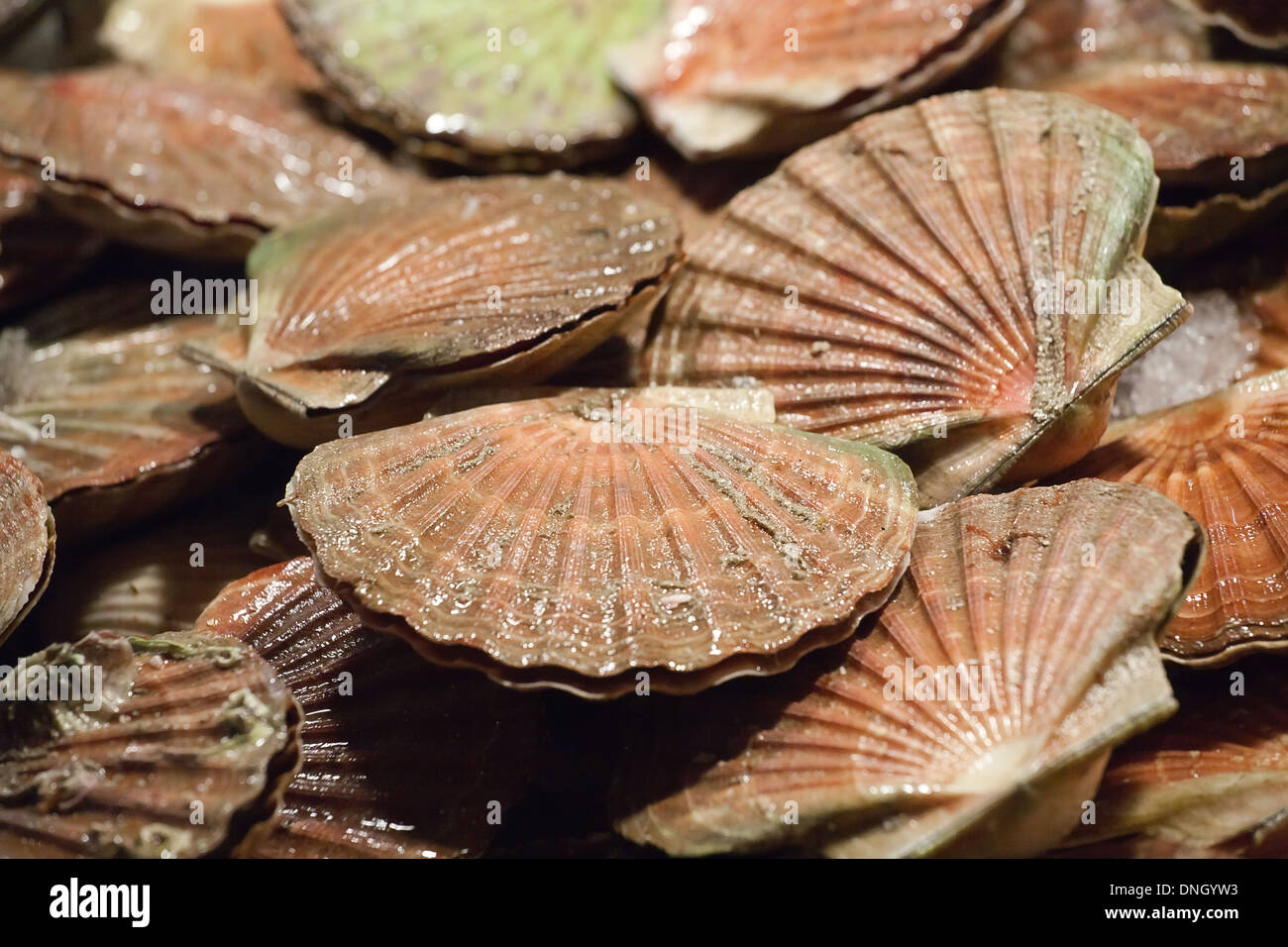 Big scallops hires stock photography and images Alamy