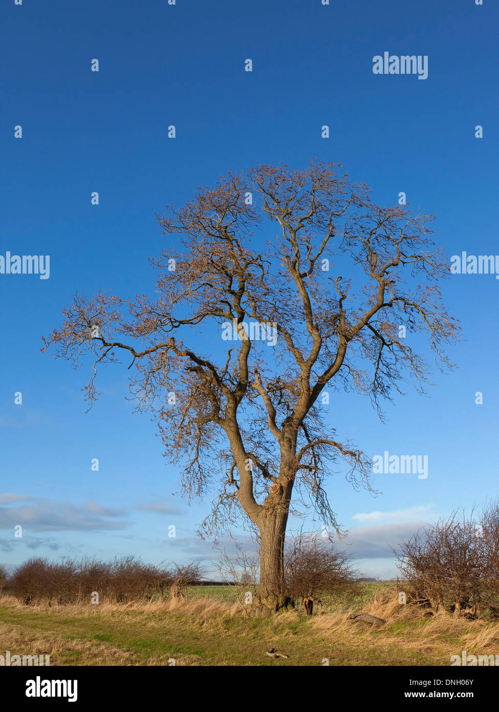 A mature ash tree, Latin name Fraxinus excelsior in a winter hedgerow under a blue sky Stock