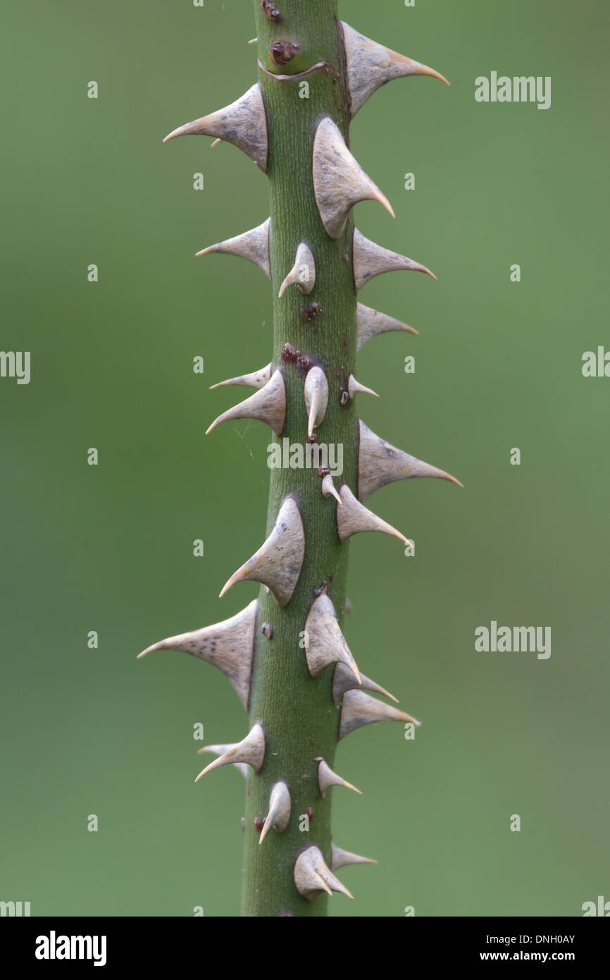 Rose stem hires stock photography and images Alamy