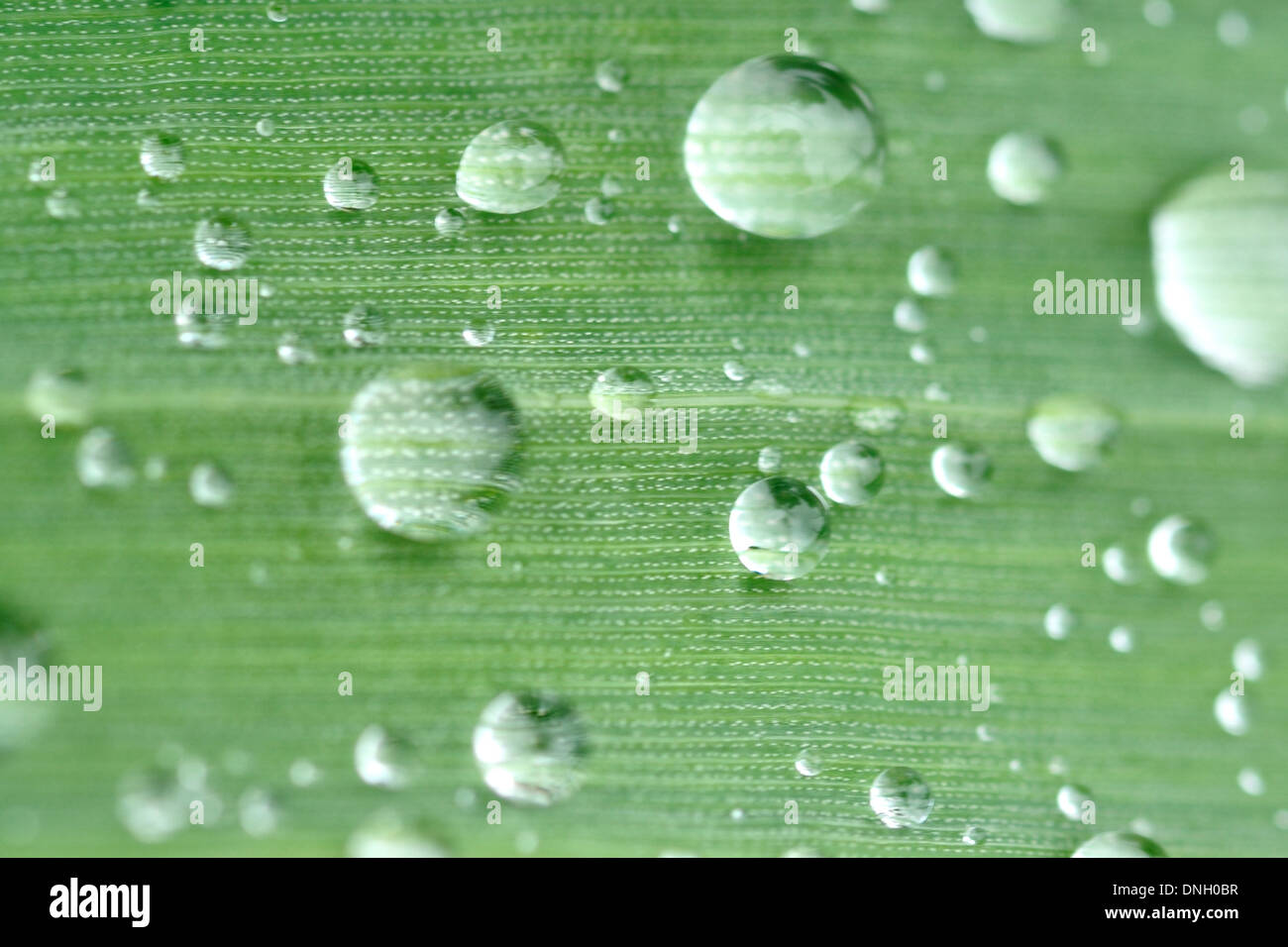 Drops of water on leaf. Limpid and transparency freshness. Beauty and wellness Stock Photo