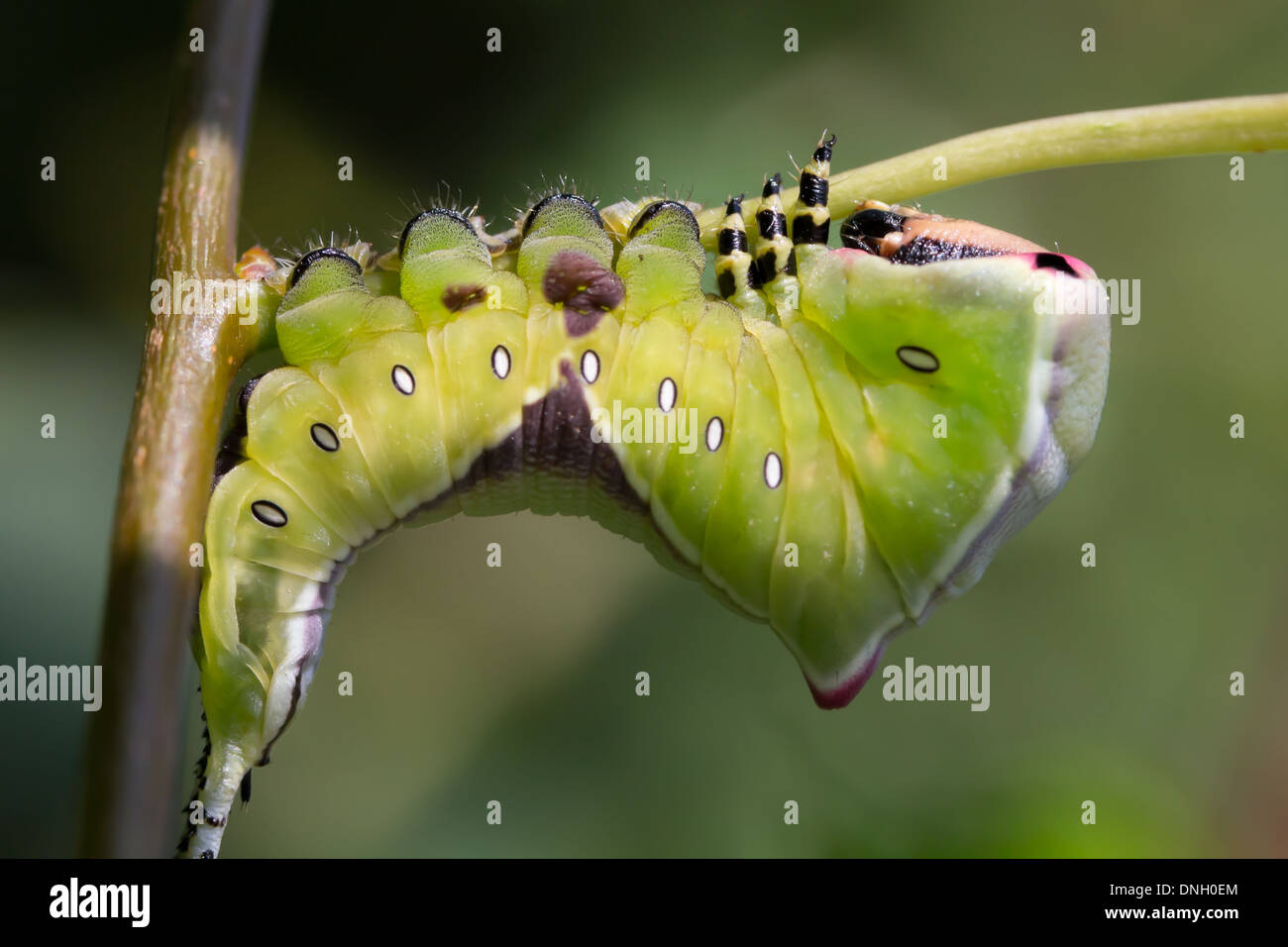 puss-moth-caterpillar-high-resolution-stock-photography-and-images-alamy
