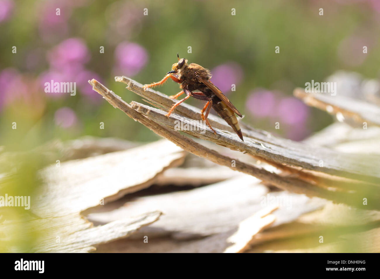 Hornet robberfly (Asilus crabroniformis) on heathland. Surrey, UK Stock ...