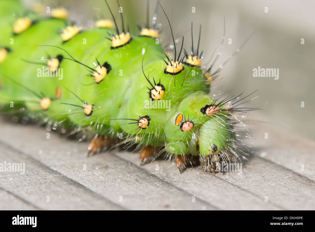 Emperor moth caterpillar hi-res stock photography and images - Alamy